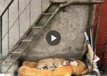 Emotional video: A touching scene unfolds as a stray dog discovers empathy and solace in a teddy bear abandoned by the roadside, evoking heartfelt emotions for passersby. ‎