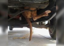 Woman Was Shocked When She Saw A Strange Foot Hanging Out Of Her Car Engine