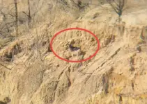 Man Realized Something Was Hiding At The Edge Of A Cliff So He Went To Investigate