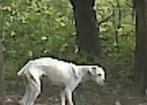 Man Spots An Unusual Furry Creature Roaming The Woods And Decides To Help