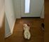 You Will Not Believe The Reason Why This Dog Leaves His Plushy By The Door