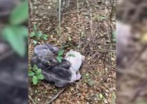 Abandoned Pittie Was Found Curled Up In The Forest And Discarded Like A Piece Of Trash 