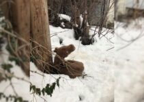 Scared Injured Pup Dumped In The Snow Feels Loved For The First Time Ever