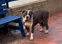 Abandoned Dog Tied To A Bench Hopes His Family Would Soon Return For Him