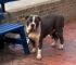 Abandoned Dog Tied To A Bench Hopes His Family Would Soon Return For Him