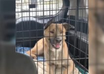 Euthanasia Listed Dog Gets Rescued At The Last Moment And Ends Up As A Foster Failure