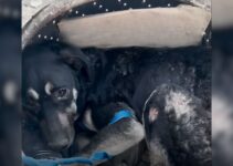 Rescuers Shocked To Find A Dog Curled Up In An Old Washing Machine Drum In A Fake ‘Shelter’