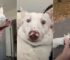 Family Adopts A Deaf Dog From The Ohio Rescue, Then Learns His Unusual Habit