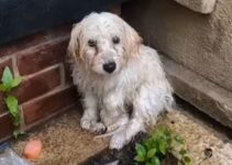 Poor Puppy Was Trembling In Heavy Rain All Alone Until Good People Saved Her Soul