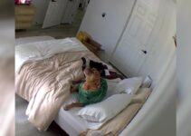 Dog Owner Reveals A Heartbreaking Reason For A Messy Bed Whenever She Comes Home