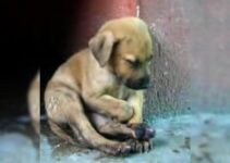 Small Puppy Sitting Sad Hoping Somebody Would Finally Notice His Pain
