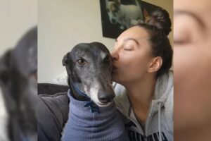 This Greyhound Was Completely Devastated After She Lost Her Doggo Sibling