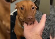 Dog Abandoned And Left Outside A Shelter In A Small Kennel Gets A Second Chance At Life