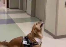 Witness This Therapy’s Dog Hilarious Reaction To Seeing His Own Reflection