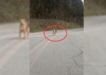 Kind Rescuer Came Across 2 Stray Puppies On The Road And Decided To Help Them