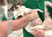 Obese Senior Chihuahua Loses More Than A Third Of His Body Weight On His Transformative Journey