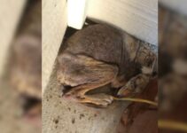 Woman Who Was Trying To Help The Dog Lying Underneath Her Porch Finds Out It’s Not A Dog At All