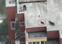 Rescuers Who Came To Save A Dog Living On The Top Of A Building Found Out That He Had Company