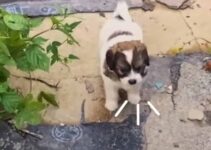 This Puppy Begged Humans To Follow Him Somewhere Only To Realize What He Really Wanted