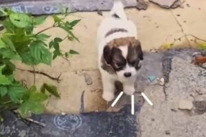 This Puppy Begged Humans To Follow Him Somewhere Only To Realize What He Really Wanted