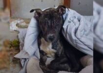 Rescuers Were Shocked To Find A Pittie Freezing In The Cold Weather And Decided To Help