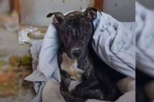Rescuers Were Shocked To Find A Pittie Freezing In The Cold Weather And Decided To Help