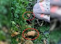 Rescuers Shocked To Find Five Tiny Puppies Cruelly Dumped Into A Lake