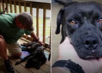 Injured Pup Decided To Rest On A Family’s Porch But Didn’t Realize It Would Change His Life Completely