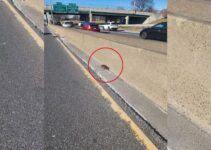 Man Found A Mysterious Trembling Animal Directly On The Road And Decided To Help