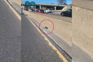 Man Found A Mysterious Trembling Animal Directly On The Road And Decided To Help