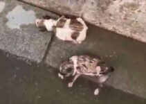Truck Driver Was Shocked When He Noticed 5 Furry Babies On The Road Fighting To Survive