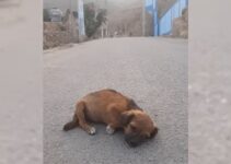 Rescuers Were Heartbroken To Find An Abandoned Dog Lying On The Street Where Her Owner Left Her