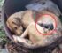 Their Hearts Cried When They Saw The Dumped Mother Dog Mourning Her Deceased Puppies