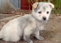 Hungry Puppy Needed Food To Survive But His Rescuers Did Something Even Better