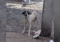 Frightened Mama Dog Would Not Relax Until Rescuers Came And Saved Her Injured Puppy