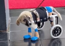 Severely Injured Puppy Found Lying On The Street Now Defies All Odds With A Dog Wheelchair