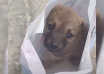 Excavator Operator Found A Sad Puppy At Work And Turned Him Into A Happiest Dog In The World