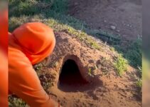 Rescuers Found A Litter Of Puppies In A Hole But Noticed Their Mom Is Not With Them So They Tried Something Creative