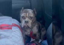 The Reason Behind This Heartbroken Dog Sticking To The Car Will Leave You In Tears