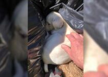 Clean-Up Crew Worker Stumbles Upon The Most Shocking Surprise Dumped In A Trash Bag