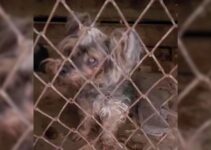 Rescuers Moved To Tears As They Discover A Blind Pup Who Was Caged Up For Years Crying Out For Help