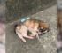 A Little Abandoned Puppy Who Was Lying On The Concrete Kept Crying, Wishing To Be With Her Mom