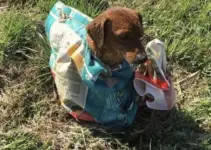 Couple Found A Pup Tied In A Sack And Were Shocked To See His Reaction