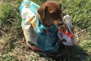 Couple Found A Pup Tied In A Sack And Were Shocked To See His Reaction