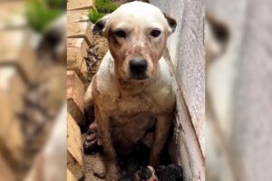 Rescuers Noticed Something Unusual While Saving A Dog Stuck In A Mud And Then They Realized What It Was