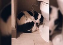 Rescuers Found A Sweet Dog Hiding In A Bathroom Only To Learn Her Big Secret