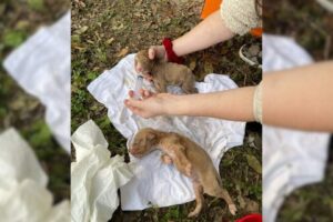 Two Tiny Puppies Owned By A Homeless Man Found In Critical Condition In The Freezing Cold