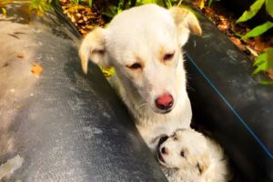 Kind Rescuer Who Rushed To Save A Stray Dog Had No Idea That She Was Not Alone