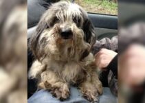 This Sweet Matted Dog Spent 7 Long Years On A Chain, Hoping To Get A Second Chance