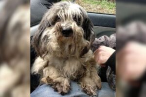 This Sweet Matted Dog Spent 7 Long Years On A Chain, Hoping To Get A Second Chance
